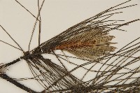 濕地松藏品圖，第5張