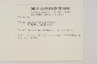 馬尾松藏品圖，第2張