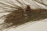 馬尾松藏品圖，第3張