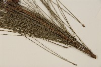 馬尾松藏品圖，第4張