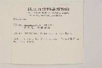 馬尾松藏品圖，第2張