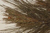 馬尾松藏品圖，第3張