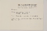 馬尾松藏品圖，第2張