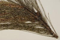 馬尾松藏品圖，第3張