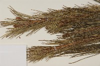 馬尾松藏品圖，第4張