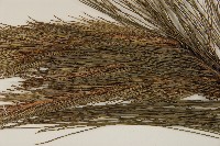 馬尾松藏品圖，第5張