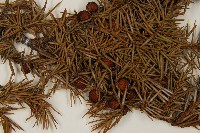 刺柏藏品圖，第3張