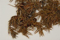 刺柏藏品圖，第4張