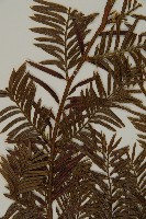 臺灣紅豆杉、紫杉、南方紅豆杉藏品圖，第3張