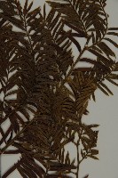 臺灣紅豆杉、紫杉、南方紅豆杉藏品圖，第4張