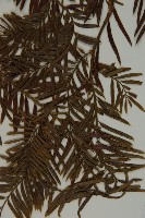 臺灣紅豆杉、紫杉、南方紅豆杉藏品圖，第5張