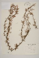 日本落葉松藏品圖，第1張