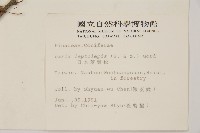 日本落葉松藏品圖，第2張