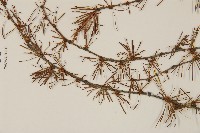 日本落葉松藏品圖，第3張