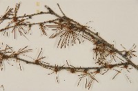 日本落葉松藏品圖，第4張