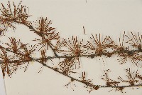 日本落葉松藏品圖，第5張