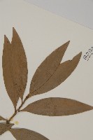 竹柏藏品圖，第3張