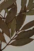 竹柏藏品圖，第4張