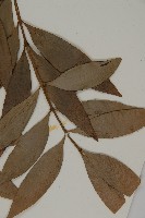 竹柏藏品圖，第5張