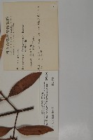 竹柏藏品圖，第2張