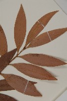 竹柏藏品圖，第3張