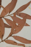 竹柏藏品圖，第4張