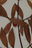 竹柏藏品圖，第5張