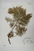 臺灣扁柏藏品圖，第1張