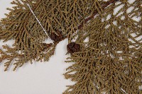 臺灣扁柏藏品圖，第3張