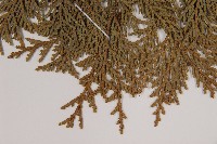 臺灣扁柏藏品圖，第4張