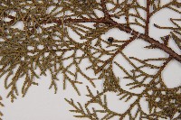 臺灣扁柏藏品圖，第5張