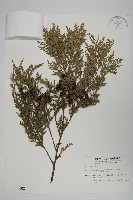 紅檜藏品圖，第1張