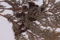 紅檜藏品圖，第3張