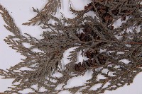 紅檜藏品圖，第5張