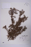 刺柏藏品圖，第1張