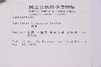 刺柏藏品圖，第2張