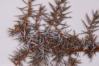 刺柏藏品圖，第3張