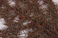 刺柏藏品圖，第4張