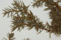 刺柏藏品圖，第5張