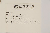 馬尾松藏品圖，第2張