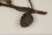 馬尾松藏品圖，第3張