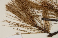 馬尾松藏品圖，第4張