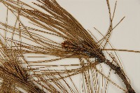 馬尾松藏品圖，第5張