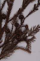 柳杉藏品圖，第3張