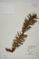 杉木藏品圖，第1張