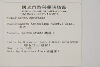 杉木藏品圖，第2張