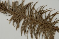 杉木藏品圖，第4張