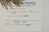 杉木藏品圖，第2張