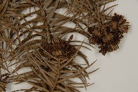 杉木藏品圖，第3張