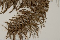 杉木藏品圖，第4張